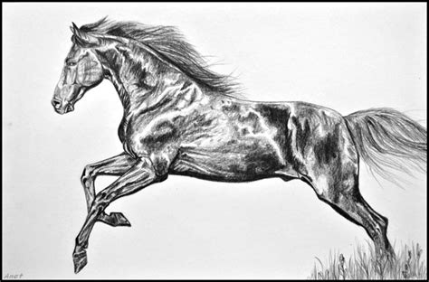 Drawing- Galloping horse by Ennete on DeviantArt