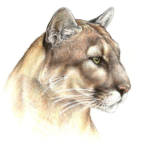 Panther Pencil Drawing at GetDrawings | Free download