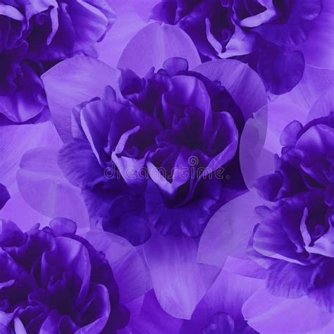 Floral Purple Background of Daffodils. Flower Composition. Close-up. Stock Image - Image of ...