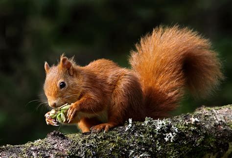 Red squirrels: a giant leap - Scottish Wildlife Trust