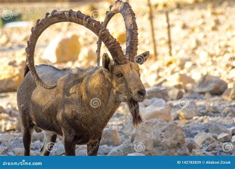 Mountain Goat Close Up, Big Horn. Stock Image - Image of caprinae ...