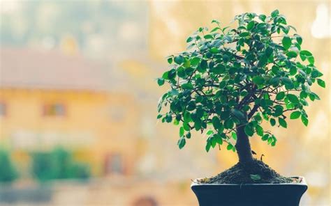 Grow a Bonsai Avocado Tree: Care, Benefits & Tips