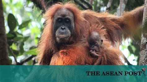 Newest species of Orangutan is threatened by habitat loss | The ASEAN Post