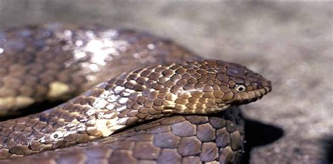 Australian endangered species: Sea snakes