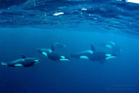 Fajarv: Swimming With Whales In Norway