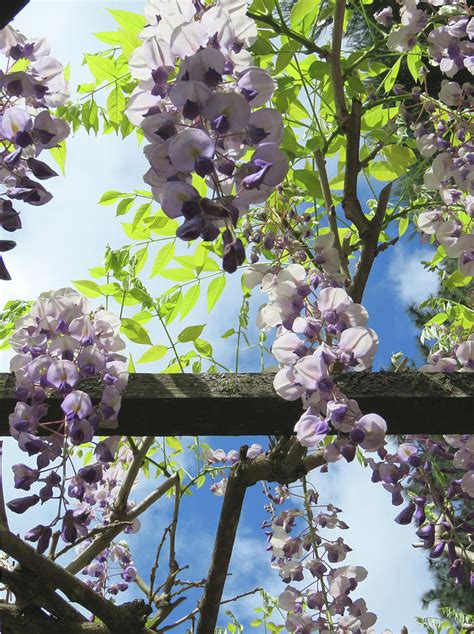 Wisteria in the Garden - Flowering Vines - Wisteria Vine and Blue Sky Photograph by Brooks ...