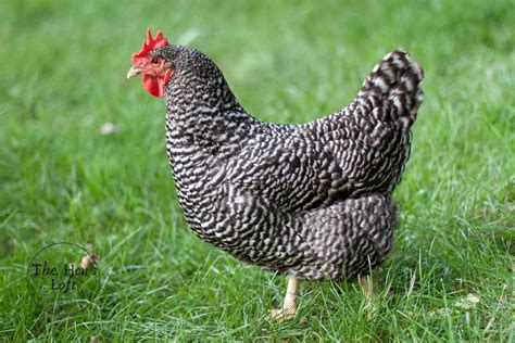 6 Best Egg Laying Chicken Breeds (For Beginners) - The Hen's Loft