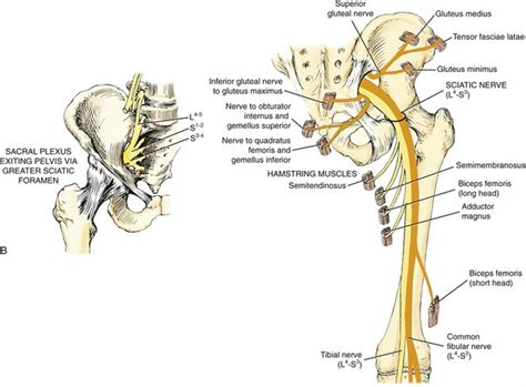 Hip | Clinical Gate