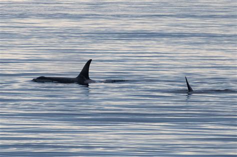 September 14, 2023: J Pod | San Juan Island — Orca Conservancy