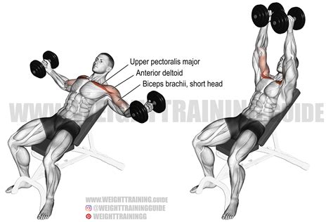 Incline dumbbell fly exercise instructions and video | Weight Training Guide