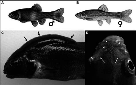 Fathead minnow sexual dimorphism. (A) Adult male fathead minnow in... | Download Scientific Diagram