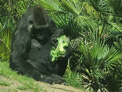 New baby gorilla at LA zoo : r/aww