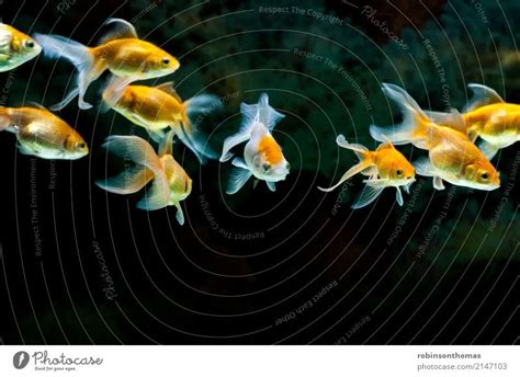 Yellow Goldfishes in aquarium tank - a Royalty Free Stock Photo from ...