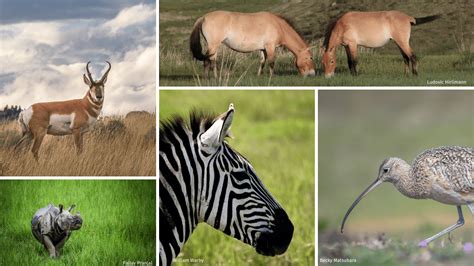 Top 10 Grassland Species Across the Globe • The National Wildlife ...