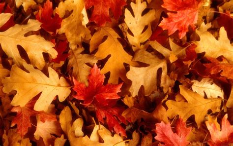 Fall Leaves Backgrounds - Wallpaper Cave