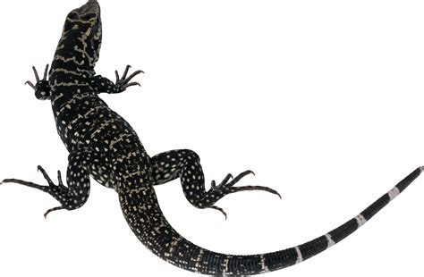 Lizard PNG images free download