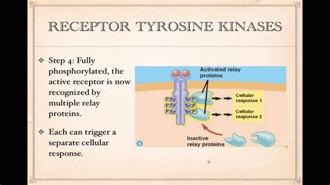 Receptor Tyrosine Kinase