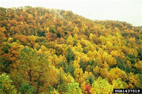 Temperate Deciduous Forests - NatureWorks