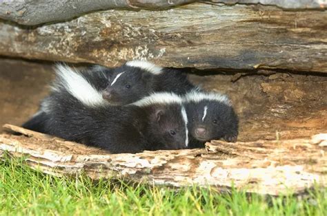 Skunk Stock Photos, Royalty Free Skunk Images | Depositphotos®