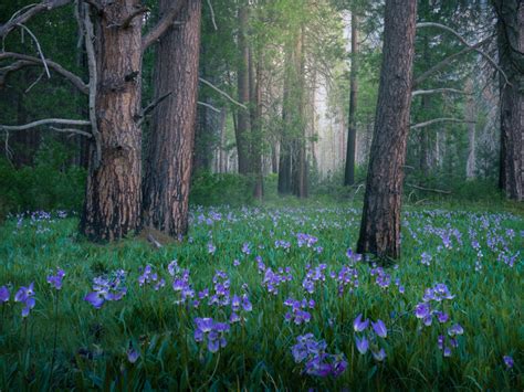 How to Photograph Forests and Trees - CaptureLandscapes