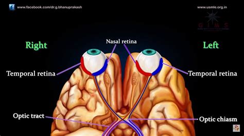 Visual Pathway Anatomy