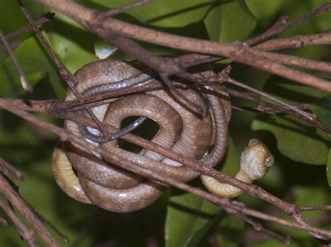 Hungry Snakes Trap Guam In Spidery Web | NCPR News