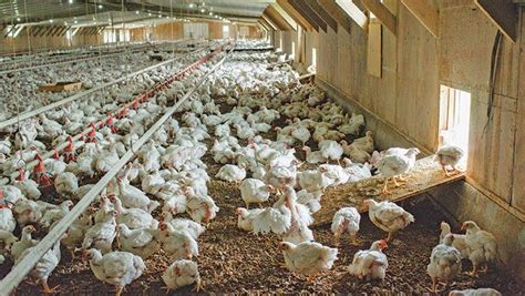 Key points of Organic Poultry Farming