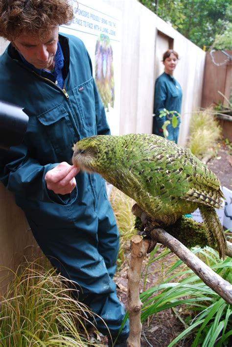 Kakapo, World’s Largest Parrot | Animal Photo