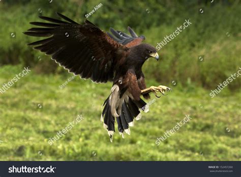 872 Harris Hawk Flying Stock Photos, Images & Photography | Shutterstock