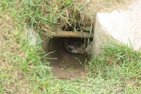 Do Groundhogs Abandon Their Burrows? - Wildlife Informer