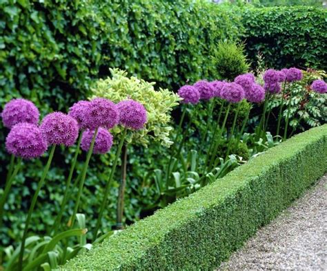 Giant Allium Giganteum Beautiful Flower Seeds Garden Plant | Fresh Garden Decor