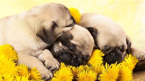 VIDEO: Watch as these adorable sleepy pug puppies go to bed - ABC11 ...