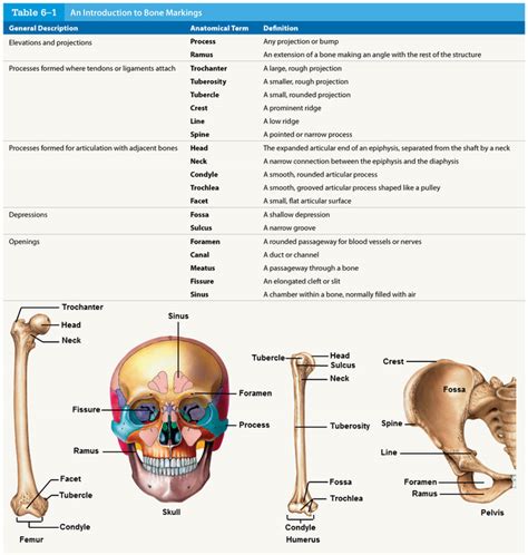 Unit 6 Anatomy Quiz