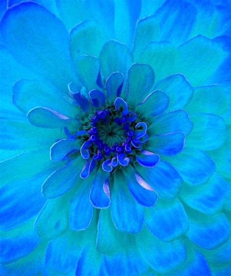 Painting Of A Turquoise Flower Free Stock Photo - Public Domain Pictures