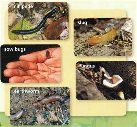 Decomposers - Food Chain Cycles