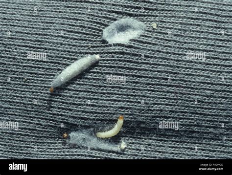 Clothes moth larvae, Tineola bisselliella, with silken cases attached to clothing Stock Photo ...