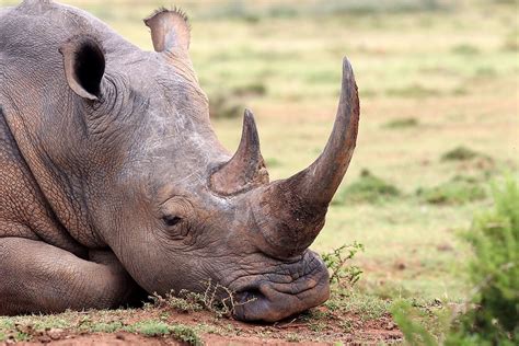 What Are Rhino Horns Made Out Of? - WorldAtlas