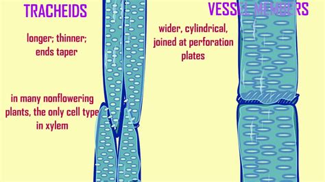 tracheids - YouTube