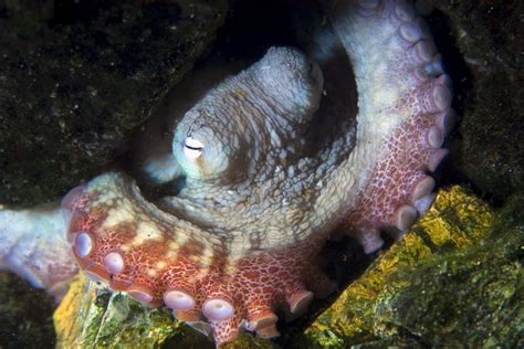 Octopuses may have nightmares about predators attacking them | New Scientist