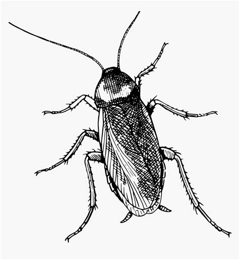 Transparent Beetle Clipart - Cockroach Black And White, HD Png Download - kindpng