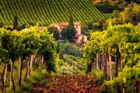 Vineyard | Tuscany, Italy - Fine Art Photography by Nico Trinkhaus