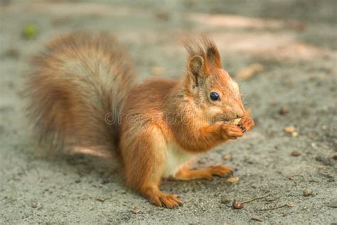 Beautiful Red Squirrel is Eating Nuts in the Park. Close Up Shot. Stock ...