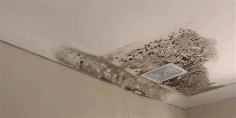 What is Mould Remediation and How Much Does it Cost?