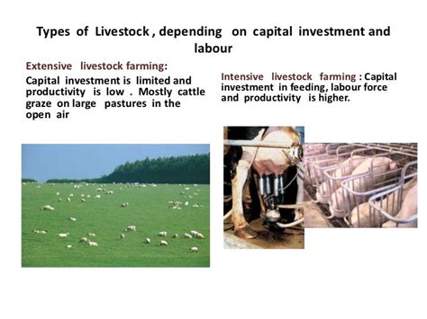 Types of livestock