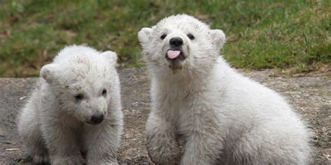 Funny Polar Bear Cubs