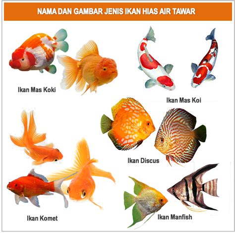 Jenis Ikan Hias Beserta Nama Latinnya - ikan peliharaan