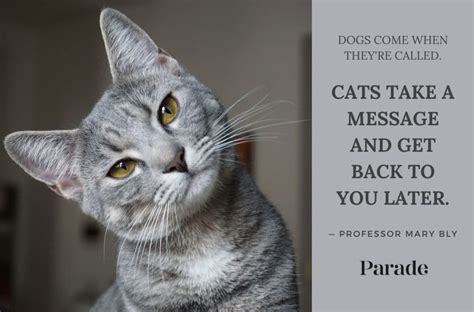 60 Best Cat Quotes & Sayings You'll Love - Parade Pets