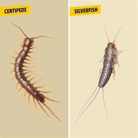 House Centipede vs. Silverfish: What's the Difference?