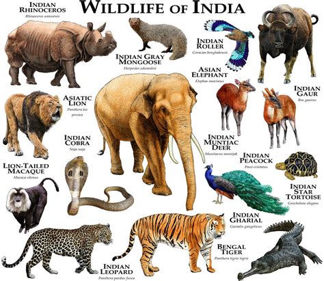 Extinct Animals List In India