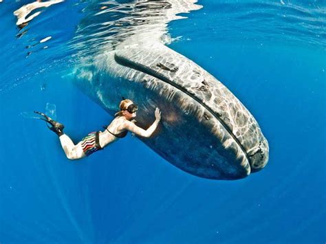 Scientists Unveil the Blue Whale Feeding Technique